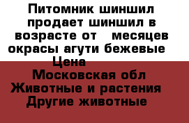 Питомник шиншил продает шиншил в возрасте от 4 месяцев окрасы агути бежевые  › Цена ­ 2 000 - Московская обл. Животные и растения » Другие животные   